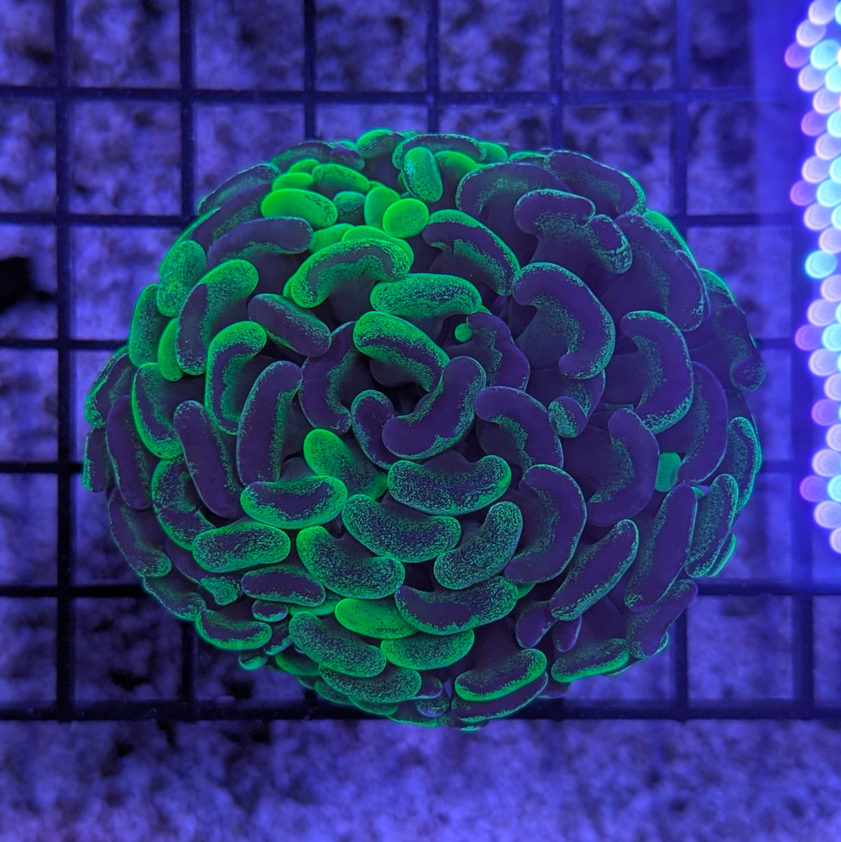 Toxic/Mottled Wall Hammer