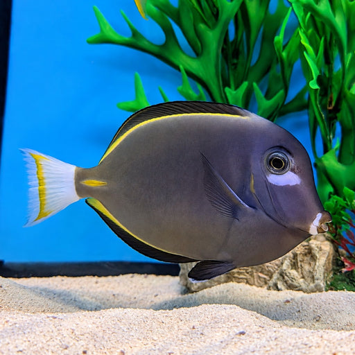 White Cheek Tang