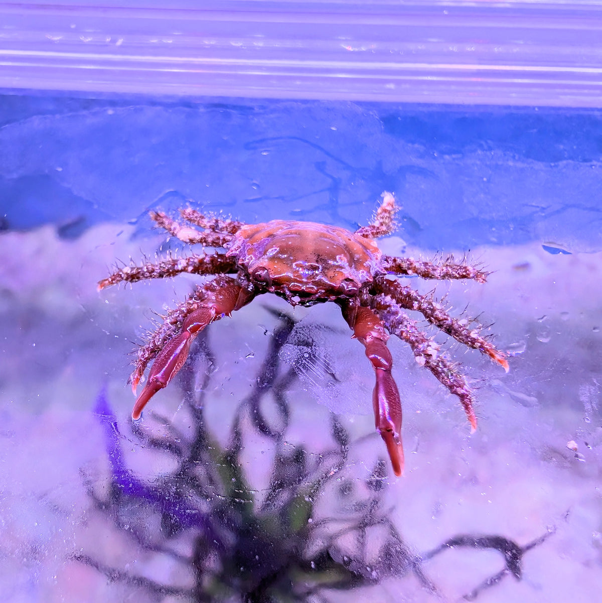 Ruby Crab