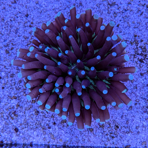 Long Tentacle Plate Coral