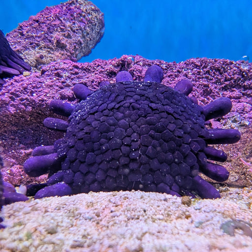 Shingle Urchin