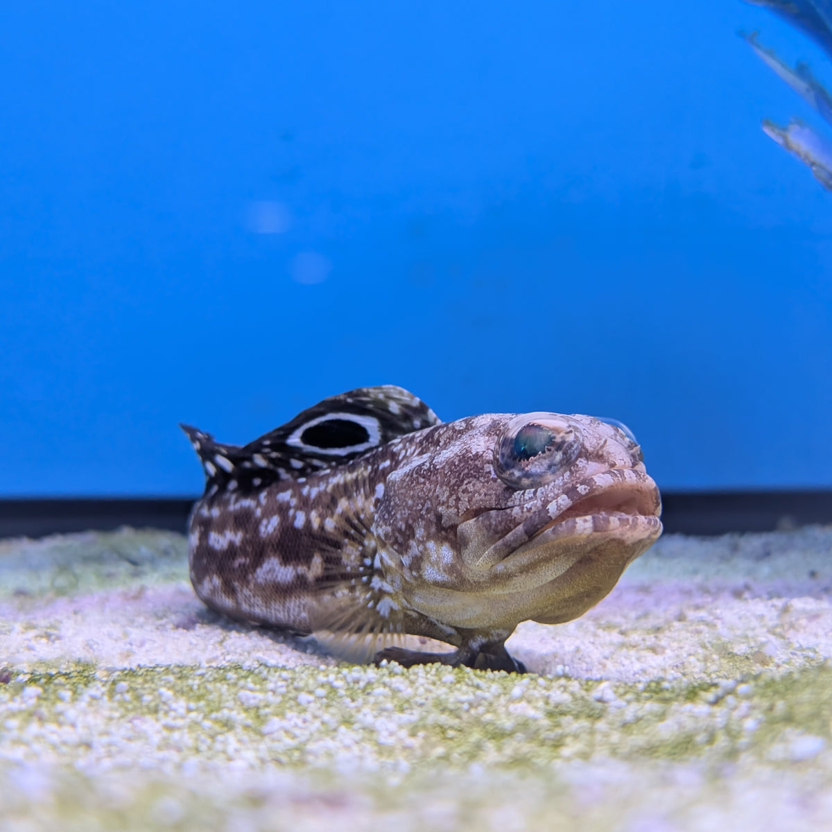 Spotfin Jawfish