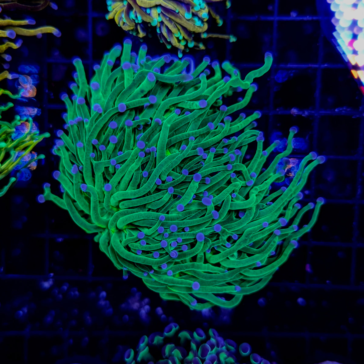 Blue-Tipped Green Torch Coral
