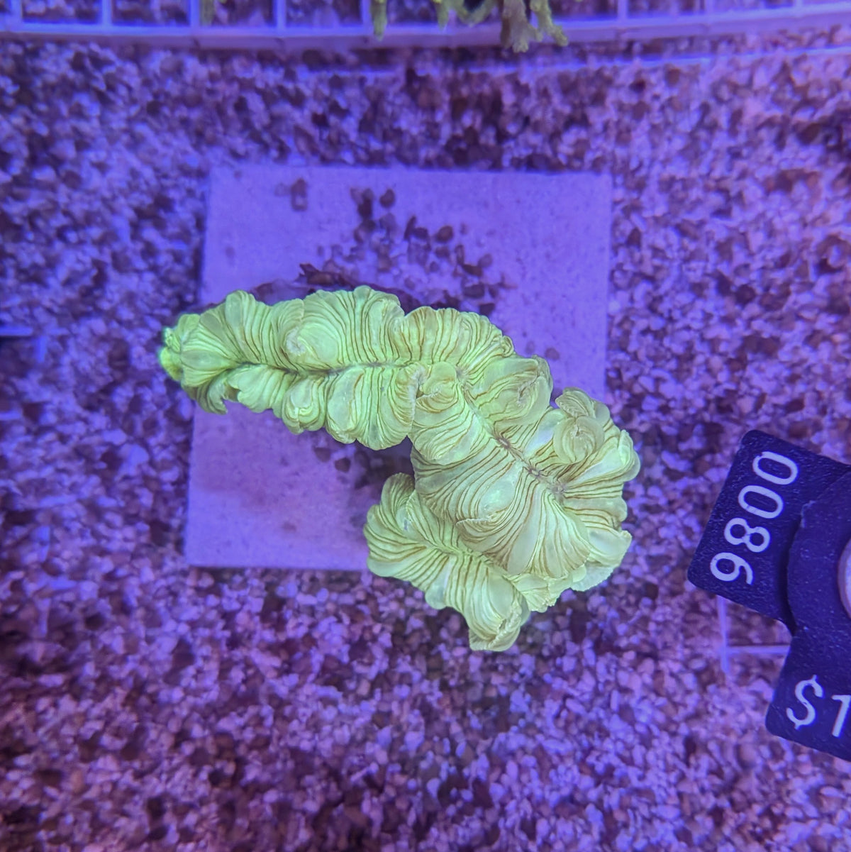 Mint Green Fox Coral 0086