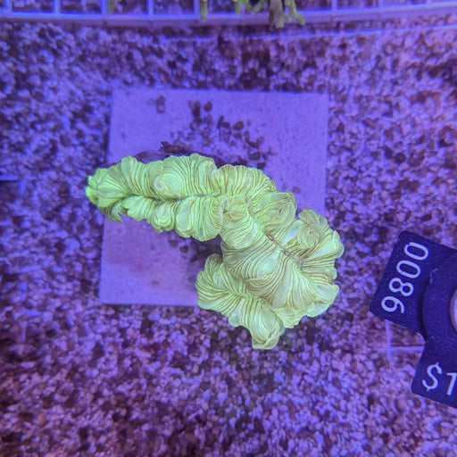 Mint Green Fox Coral 0086