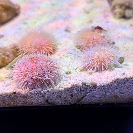 Pink Lady Sea Urchin