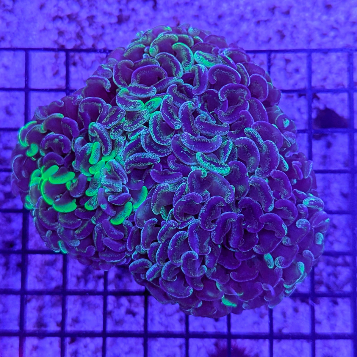 Toxic/Mottled Wall Hammer