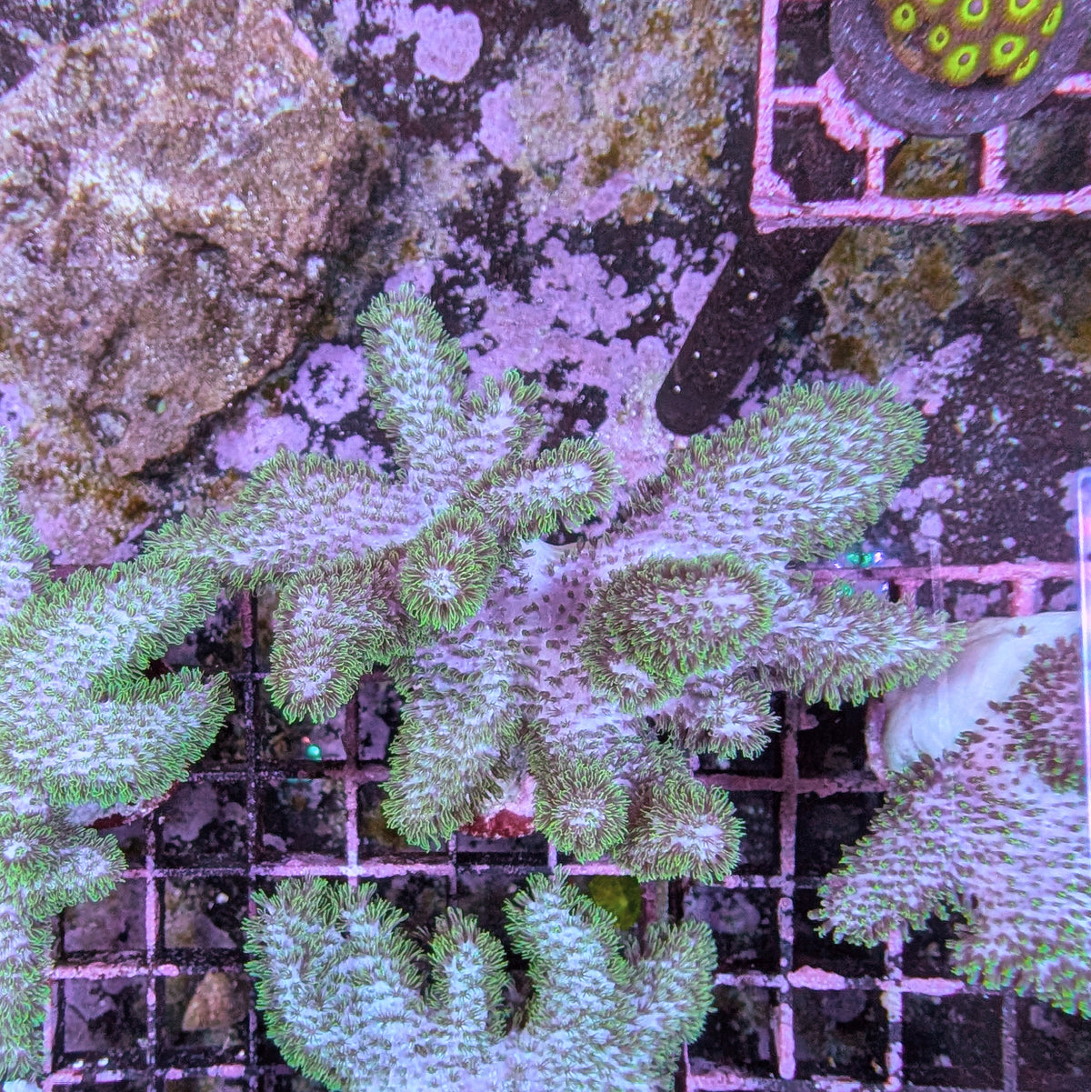 Green Pulsing Sinularia Frag Large