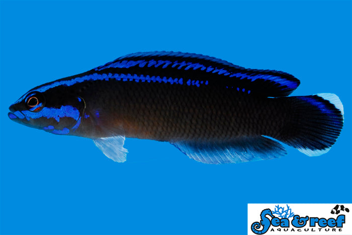 Black Neon Dottyback