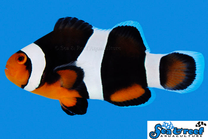 Black Photon Clownfish