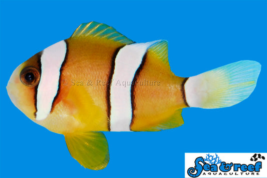 Clarkii Clown