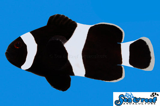 Black Ocellaris Clownfish