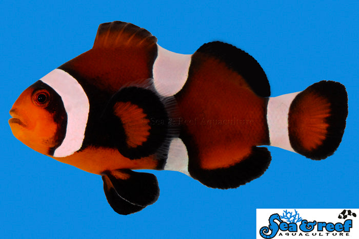 Mocha Clownfish