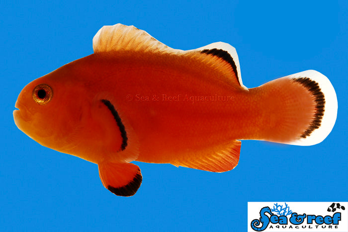 Naked Ocellaris Clownfish