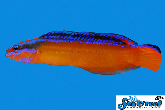 Neon Dottyback