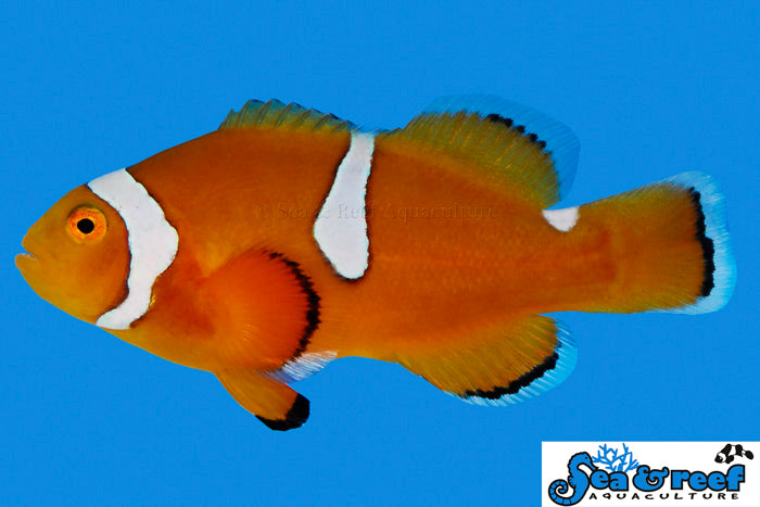 Misbar Percula Clownfish