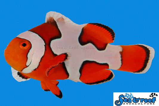 Picasso Clownfish