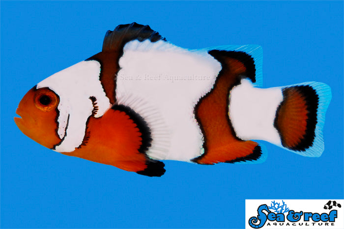 Snowflake Clownfish