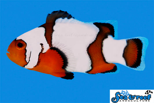 Snowflake Clownfish