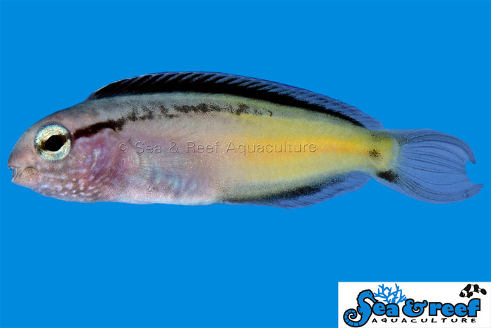 Blackline Blenny