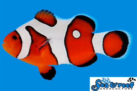 DaVinci Clownfish