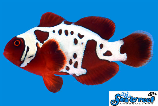 Gold Lightning Maroon Clown