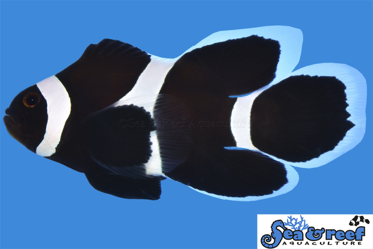 Longfin Black Darwin Ocellaris Clownfish