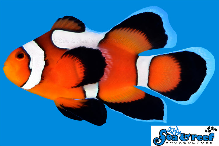 Longfin DaVinci Clownfish