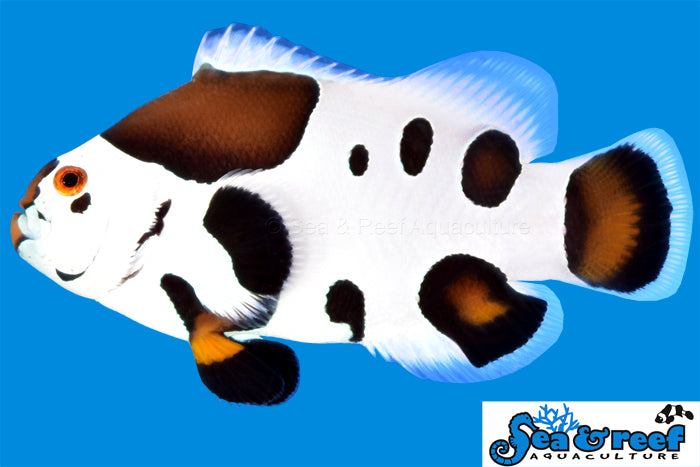 Photon Storm Clownfish