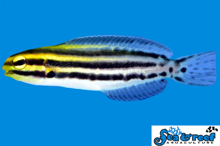 Striped Blenny