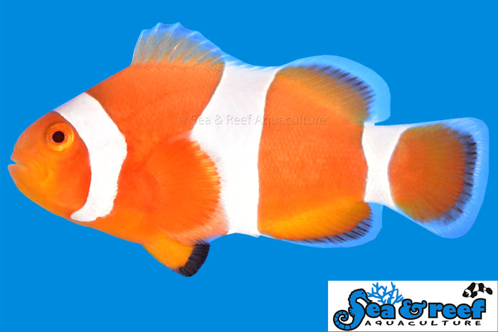 Tangerine Ocellaris