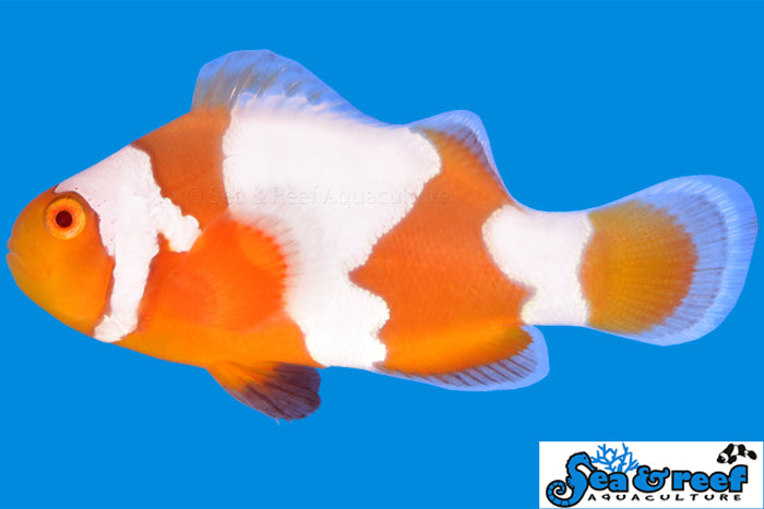Tangerine Snowflake Clownfish