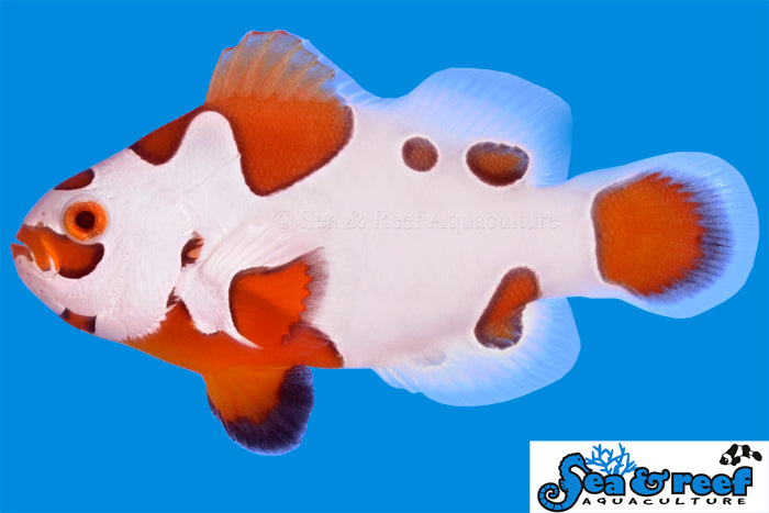 Tangerine Storm Clownfish