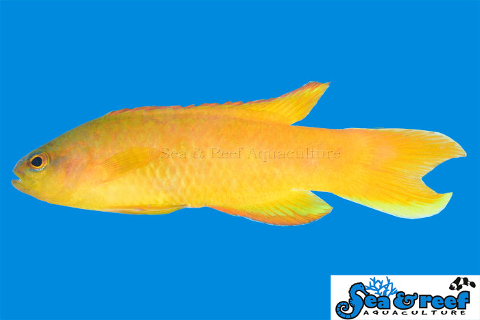 Yellow Assessor Basslet