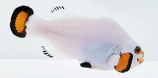 Snow Storm Clownfish