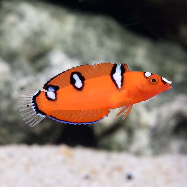 Red Coris Wrasse