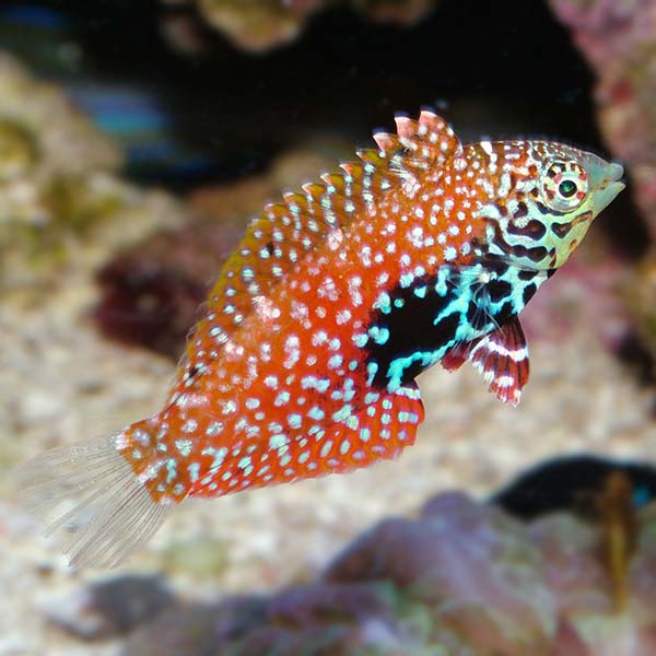 Blue Star Leopard Wrasse