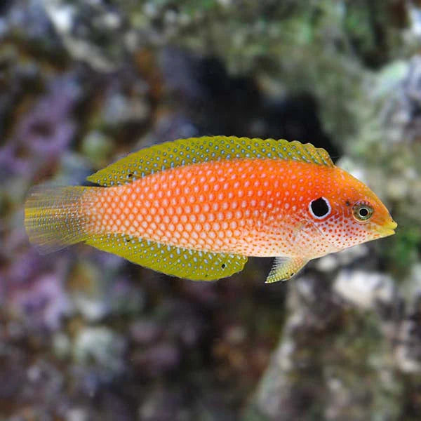 Kuiter's Leopard Wrasse