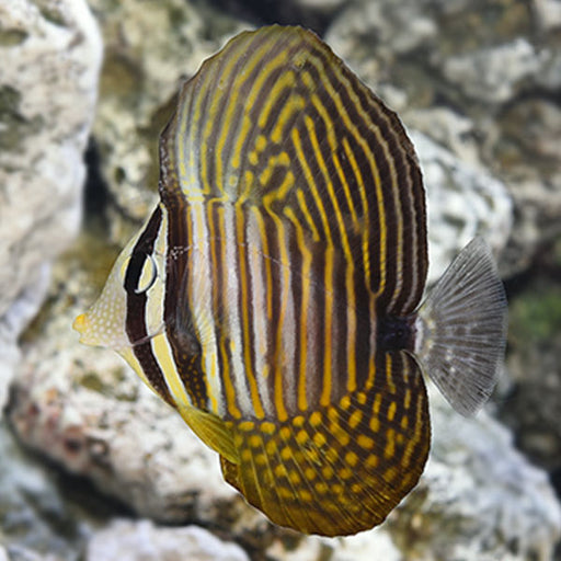 Desjardini Tang
