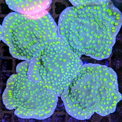 Hollywood Stunner Chalice Frag