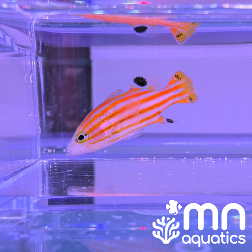 WYSIWYG Swales Basslet