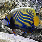 Emperor Angelfish