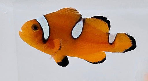 Tiger Clownfish