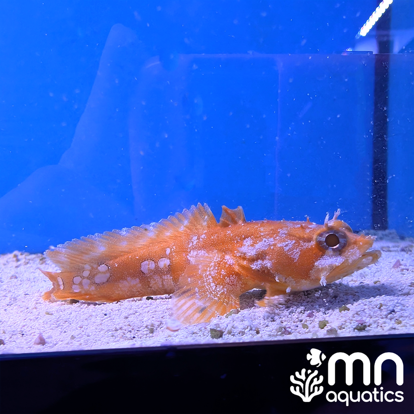 Orange Toadfish – MN Aquatics