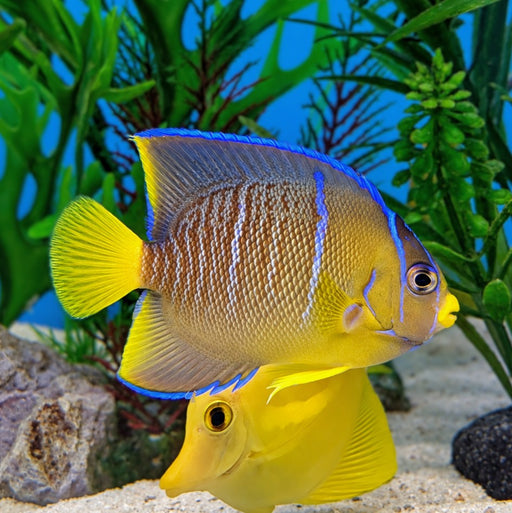 Townsend Hybrid Angelfish