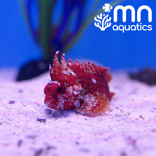 Rooster Waspfish
