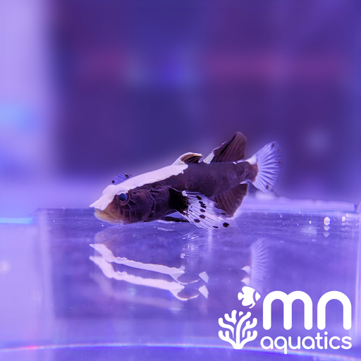 WYSIWYG White Cap Goby