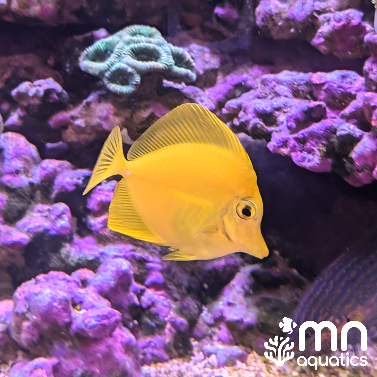 Yellow Tang