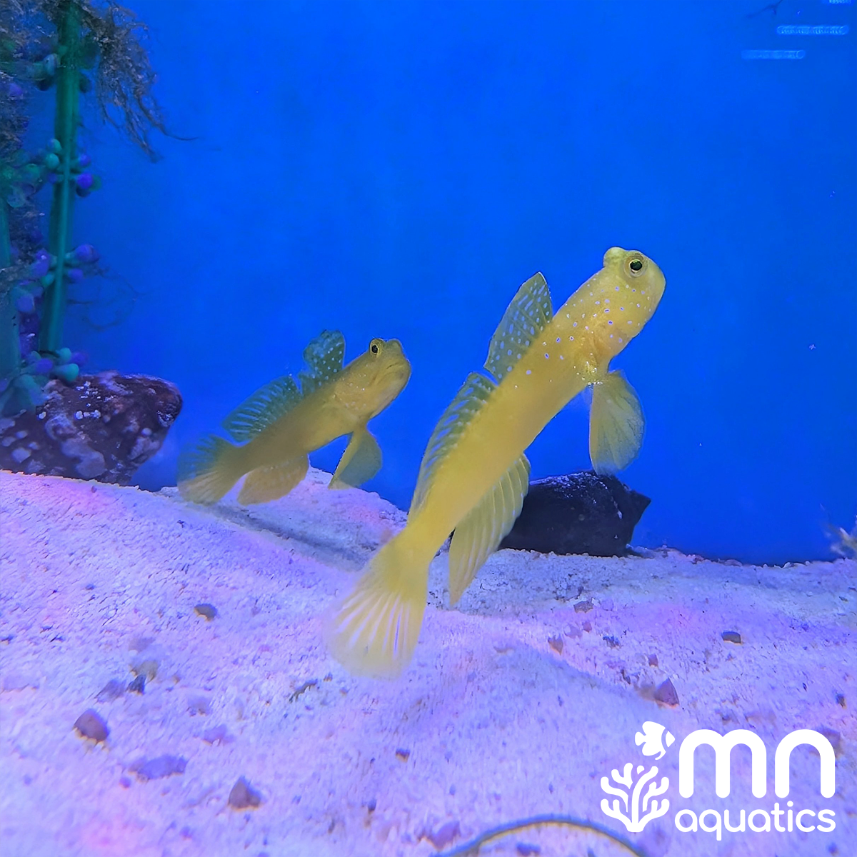 Yellow Watchman Goby