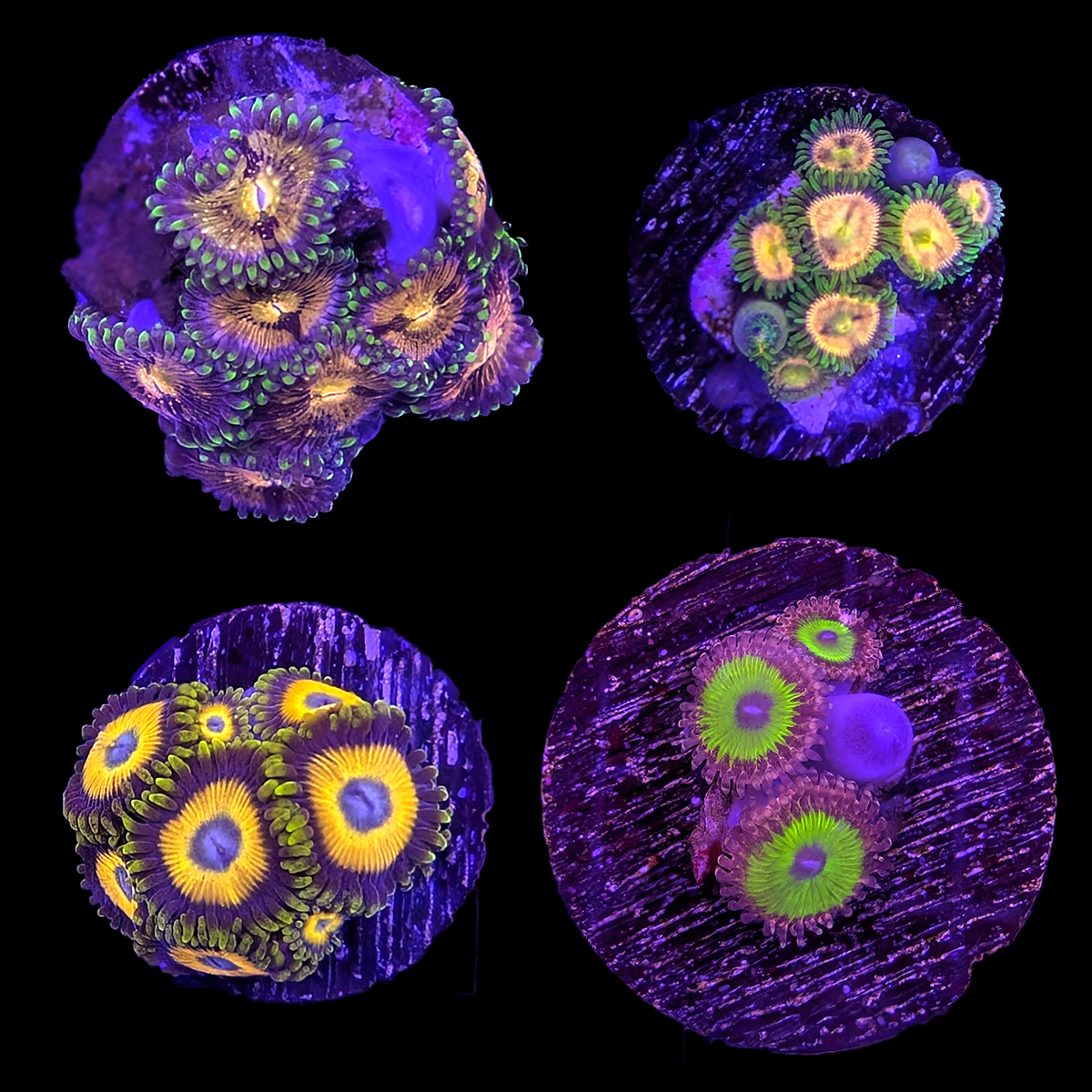 Assorted Zoa Frag